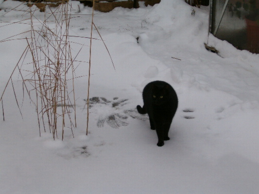 Schnee